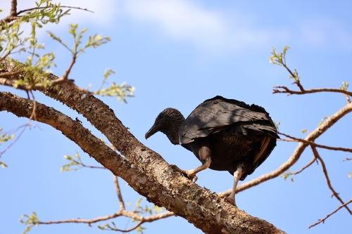 Black Vulture