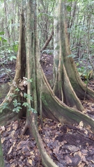Pterocarpus officinalis