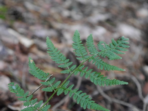 spinulose wood fern