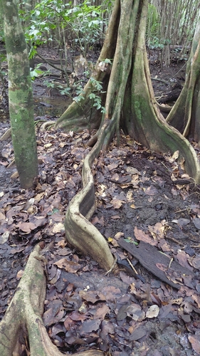 Pterocarpus officinalis, photograph 2