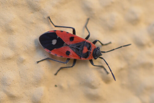 Melanocoryphus albomaculatus