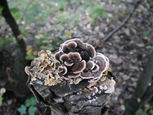 turkey-tail