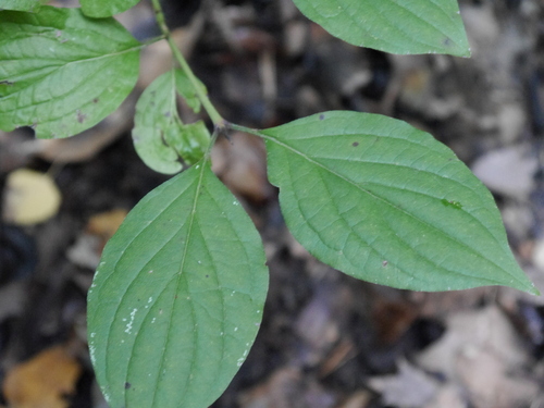 common dogwood