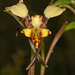Leopard Orchid - Photo (c) Chris Lindorff, some rights reserved (CC BY), uploaded by Chris Lindorff