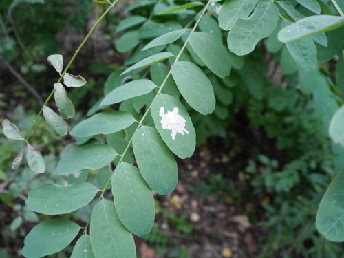 black locust