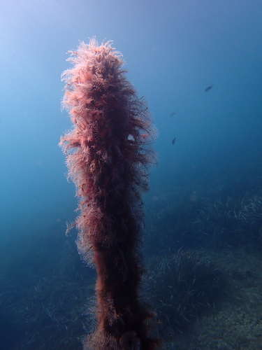 Christmas Tree Hydroid