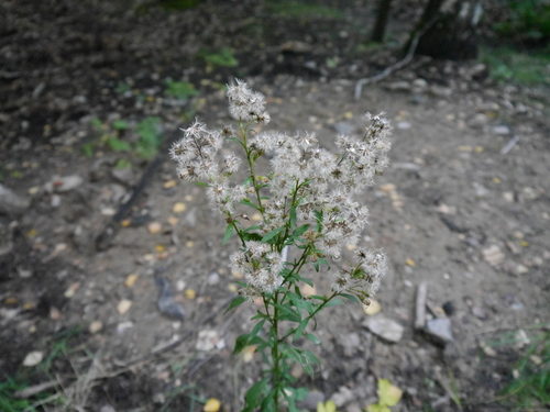 European goldenrod
