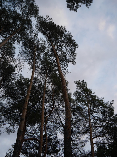 Scots pine