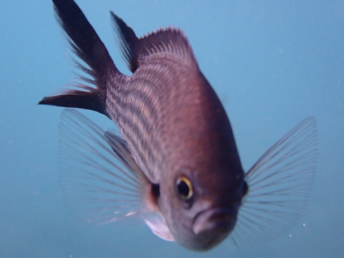 Mediterranean Damselfish