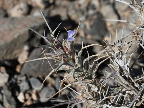 Blepharis ciliaris
