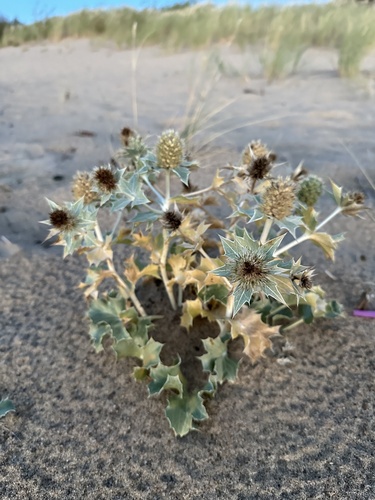 Eryngium maritimum, photograph 3