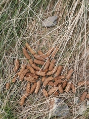 Tetrao