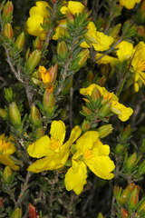 Hibbertia devitata
