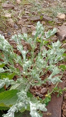 Filago arvensis