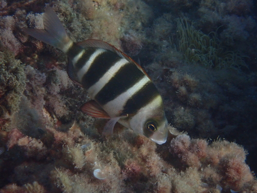 Horned Bream