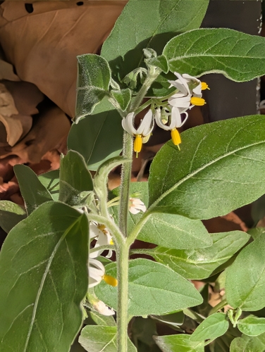 Solanum chenopodioides, photograph 4