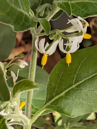 Solanum chenopodioides, photograph 5