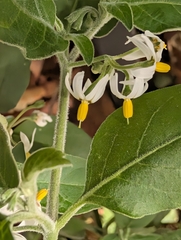 Solanum chenopodioides, photograph author not stated, no rights reserved