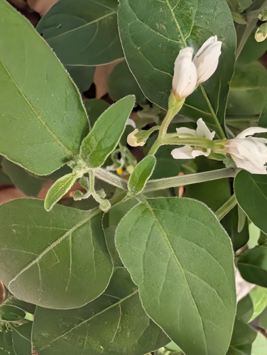 Solanum chenopodioides, photograph 6