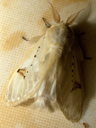 Fig tree moth