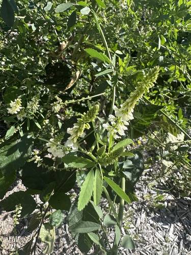 White Sweetclover