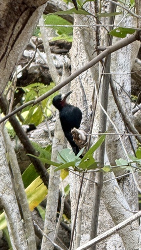 Puerto Rican Woodpecker