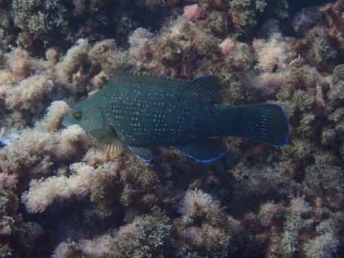 Brown Wrasse