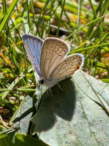 Eastern Tailed-Blue