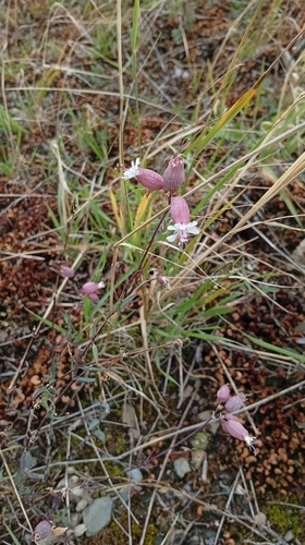 bladder campion