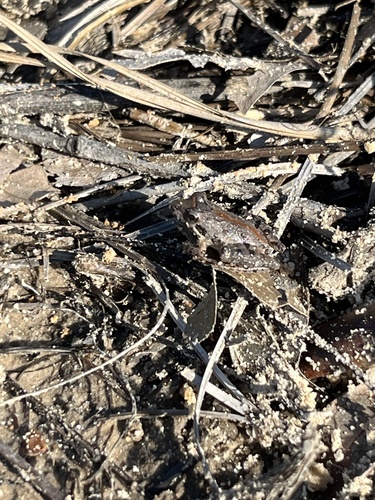 Southern Cricket Frog