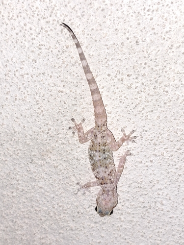 Mediterranean House Gecko