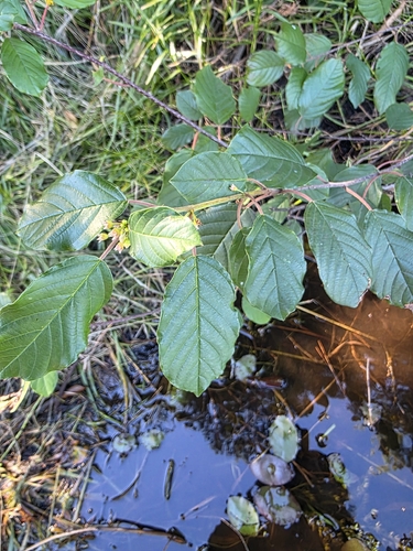 alder buckthorn