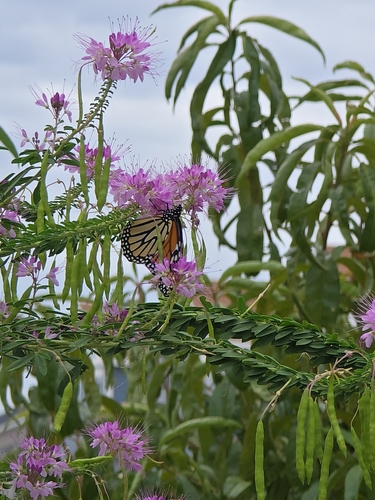 Monarch