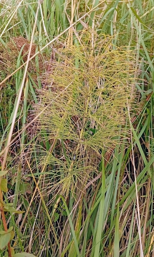 wood horsetail