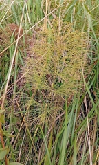 Equisetum sylvaticum, photograph author not stated, no rights reserved