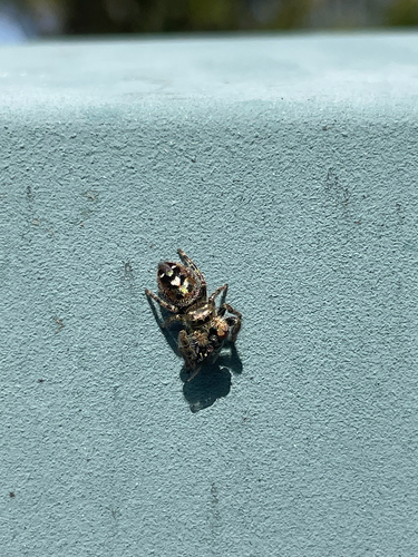 Bold Jumping Spider