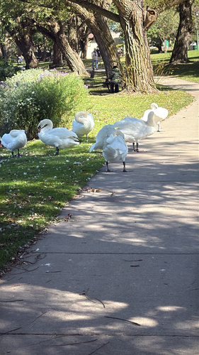 Mute Swan