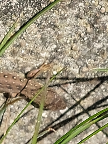 Sand Lizard