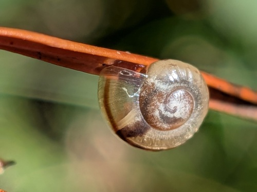 Cepaea