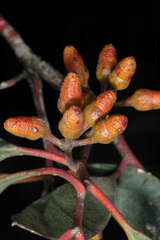 Eucalyptus oleosa oleosa