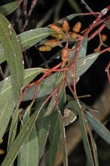 Eucalyptus oleosa oleosa