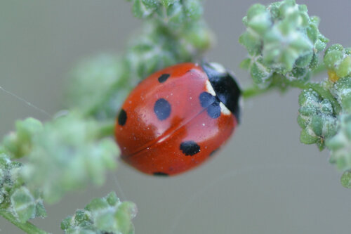 Seven-spotted Lady Beetle