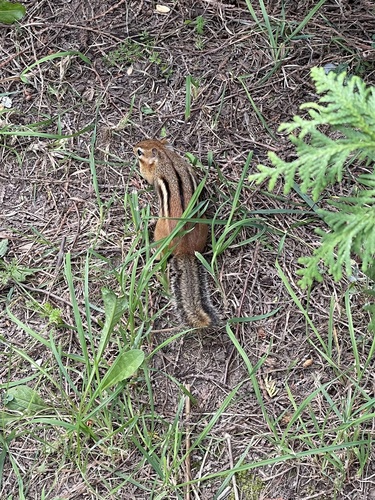 Eastern Chipmunk