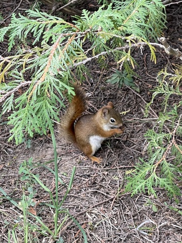 American Red Squirrel