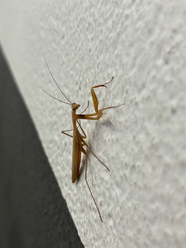 European Mantis