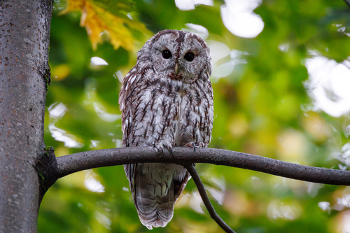 Tawny Owl