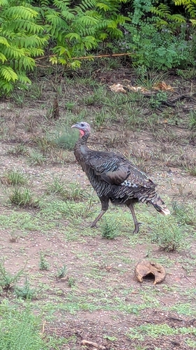 Wild Turkey