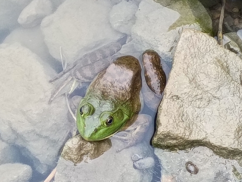 American Bullfrog