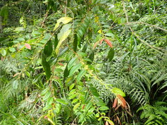 Glochidion acuminatum