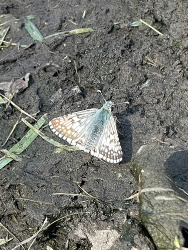 Common Checkered-Skipper